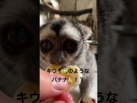「キウィーナ」を初めて味わうヨザルのよっちゃん♫shorts プレゼント 動物 サムネイル