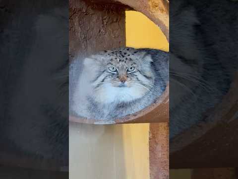 shorts 自分をロックのお庭に出してくれる飼育員さんを待っているロータスくん　マヌルネコ　埼玉県こども動物自然公園… サムネイル