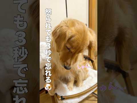 怒られても３秒後にはキレイさっぱり忘れるゴールデンレトリバー...【ボーダーコリー】shorts サムネイル