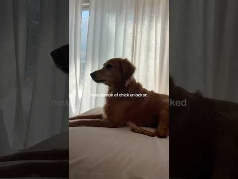 dog-tor coby to rescue🛟goldenpup puppy goldenpupppy dogbree… サムネイル