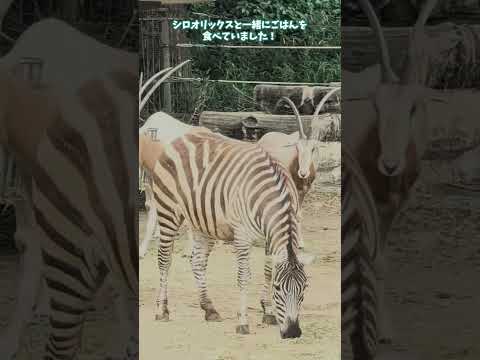 【愛媛県立とべ動物園】パノラマ展示が大人気!アフリカストリート🦒🦓✨shorts