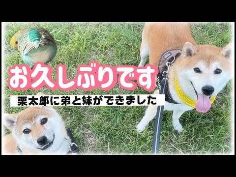 【ご報告】栗太郎に弟と妹が出来ました🐕 サムネイル