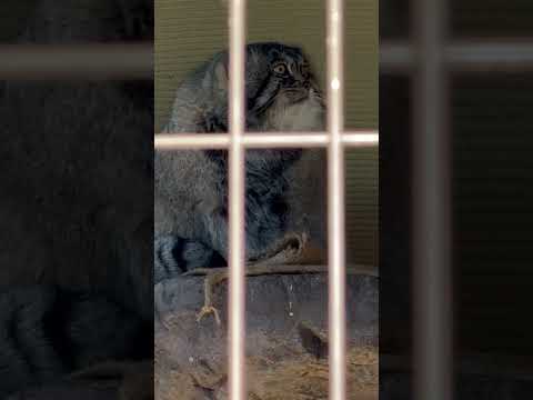 shorts マヌルネコのグルーシャくん　旭山動物園　2025年12月20日 サムネイル