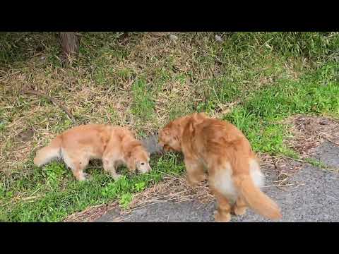 2026/5/1 ゴールデンレトリバーと里山に風が強く吹いている サムネイル