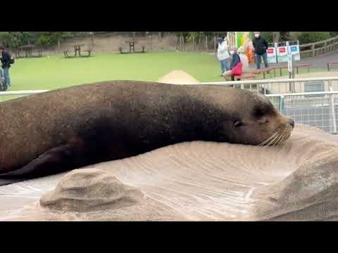 お昼寝中〜⁈ カリフォルニアアシカ　東山動植物園にて　2026年3月13日 サムネイル