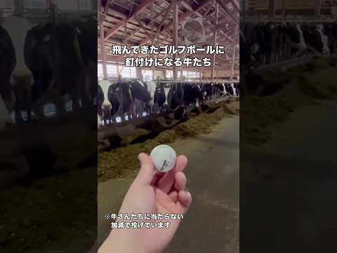 近くに飛んできたゴルフボールに釘付けになる牛さんたち 牛 牧場 酪農 shorts