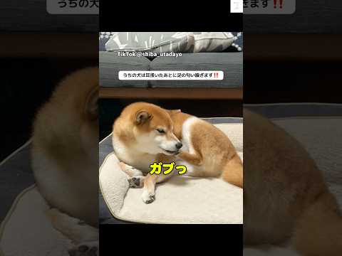 耳掻いた後、なぜか足の臭いを嗅ぐ柴犬😂　#柴犬　#犬　#面白い　#かわいい #犬のいる暮らし サムネイル