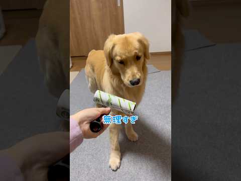 モンちゃんの苦手なものgoldenretriever ゴールデンレトリバー サムネイル