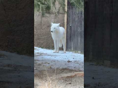 shorts 閉園時間前 閲覧室を閉めに来た飼育員さんとバックヤードの飼育員さんを見比べる燦那ちゃん　  ホッキョクオ… サムネイル