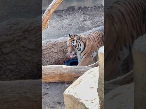 shorts アムールトラ🐯のミシュカくん❣️ 王子動物園　2025年12月27日 サムネイル