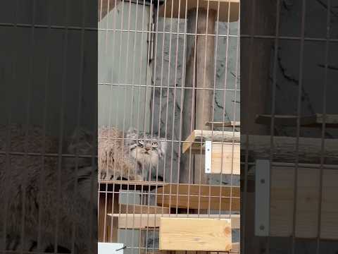 shorts 全3頭！　エルくんとミーニャちゃんの息子たち　マヌルネコ　東山動植物園にて　2026年3月13日 サムネイル