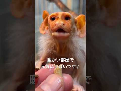 寒い日でもまだまだ元気いっぱいのコモンおばあちゃん♫動物 おばあちゃん コモンマーモセット サムネイル