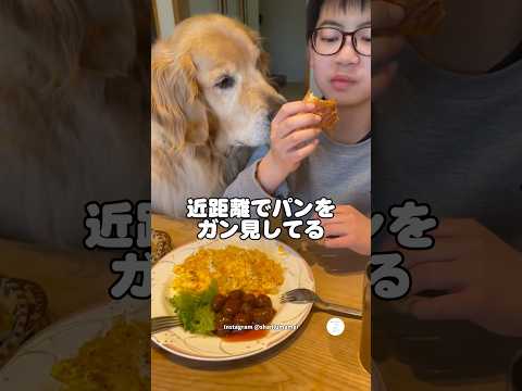 近距離でパンをガン見するゴールデンレトリバー　ゴールデンレトリバー  大型犬　犬　犬のいる暮らし かわいい犬 サムネイル