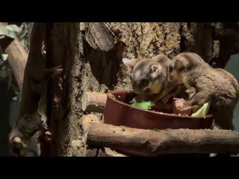 モグモグ  フクロモモンガ　埼玉県こども動物自然公園にて　2026年3月6日