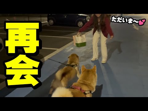 待望の娘と柴犬の再会が彼氏疑惑で波乱の展開に サムネイル