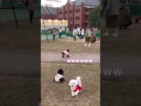 ドッグラン連れてくと絶対迷子になる愛犬。可哀想だから助けてあげたかったけど少しばかり放置した トイプー トイプードル…