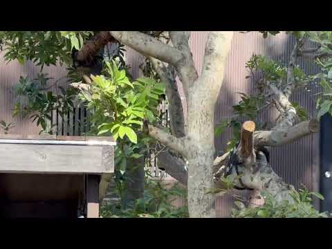 李花（リーファ）ちゃんおやすみ中💤〜　のんほいパークにて　2026年1月23日 サムネイル