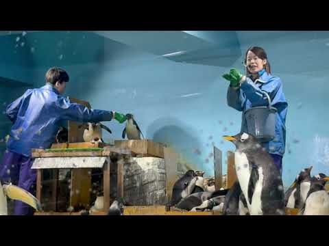 ペンギンのお食事時間🐧　秋田県男鹿水族館GAOにて2026年4月30日 サムネイル