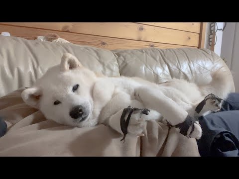 【正直舐めていた】夜泣きが止まらず、大変すぎる子育てと柴犬＆サモエドがいる生活のリアル サムネイル