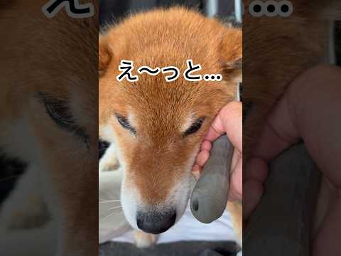 ’26.6.9 力丸をブラシ攻め？ 柴犬 shibainu 柴犬のいる暮らし 柴犬の日常 換毛期 ブラッシング 力丸 サムネイル