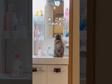 うん、やめれる？ 猫 ねこのきもち 歯ブラシ猫 shorts