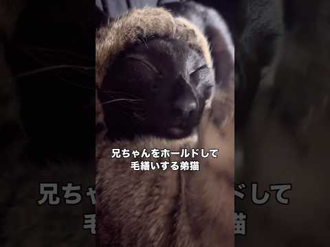 兄ちゃんの顔を両手でしっかりホールドして毛繕いしてあげる弟猫 兄弟猫 黒猫 キジトラ shorts サムネイル