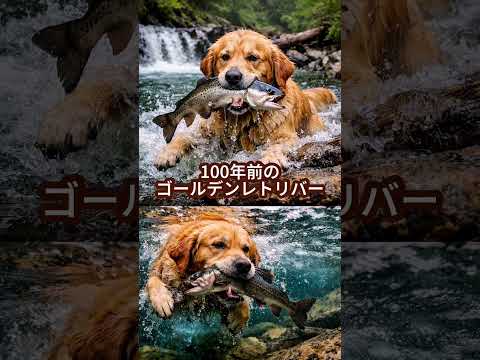 昔と現在 ゴールデンレトリバー 大型犬のいる生活 goldenretriever 大型犬と子供 サムネイル