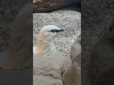 shorts 珍しく1羽起きてる🤭　スバールバルライチョウ　那須どうぶつ王国にて　2026年3月27日