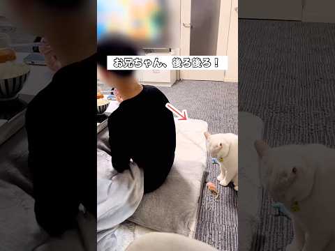 お兄ちゃんに遊んで欲しくて背後で大人しくご飯が終わるのを待つ白猫 白猫 家猫 お兄ちゃんと猫 shorts サムネイル