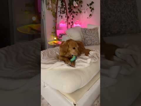 Bikini Try-On Haul :| 4K Transparent Lingerie & See-Through… サムネイル