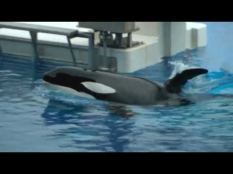 シャチのランちゃん　須磨シーワールド　2025年12月25日   00008 サムネイル