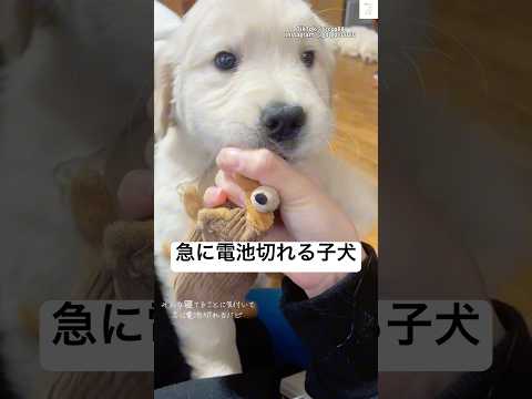 みんな寝てると気づいた瞬間、電池切れする子犬　ゴールデンレトリバー  子犬　犬　かわいい パピー サムネイル