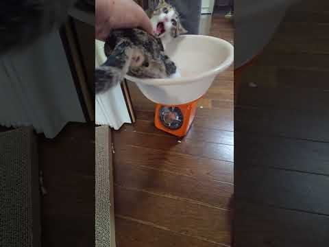 今日のキビ。体重1270g cat kitten 猫 子猫 仔猫 子猫の体重 ibukikohaku 癒し 子ネコ… サムネイル