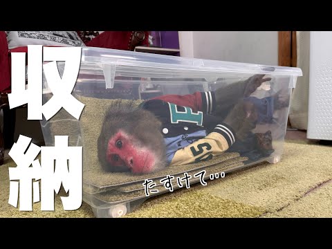 大掃除に猿がいるとこんなピンチがあります。【猿を飼う日常】 サムネイル