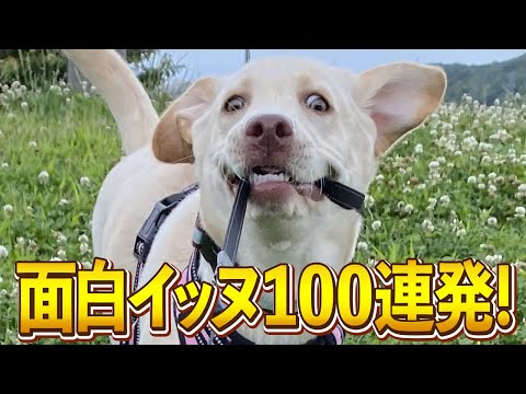 【んん？？！w→おまリードどうなっとんねんw】ツッコミどころ満載なおもしろ犬動画100連発！ サムネイル