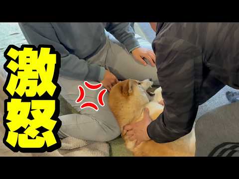 ママと一緒に散歩に行けないと柴犬に告げると、この世の終わりかの様に大騒ぎして大変な事になりました サムネイル