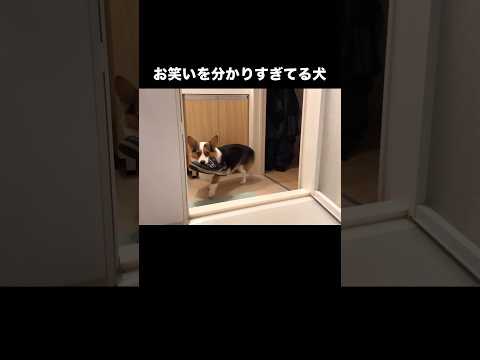今日も悪さをして飼い主にかまって欲しいコーギー コーギー コーギー犬 靴 shorts サムネイル