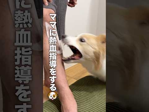 脱毛テープを見ると興奮して豹変する犬...【ボーダーコリー】shorts サムネイル
