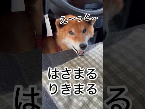 ’26.4.29 はさまる　りきまる… 柴犬 shibainu 柴犬のいる暮らし 柴犬の日常 車中泊犬 カメラ目線 力丸 サムネイル