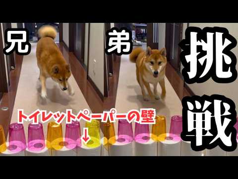 【ドッキリ】大好きな人が玄関に来たのに、目の前にはそびえ立つ壁が…立ち向かう柴犬達 サムネイル