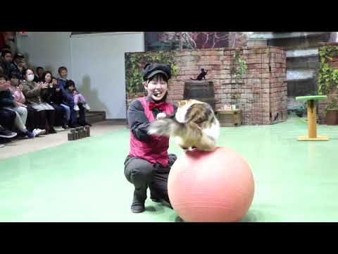 なかなか見れない猫によるショー ザ・キャッツ　那須どうぶつ王国にて　2026年3月1日  C0013 サムネイル