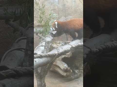 shorts モグモグ グミちゃんモナカちゃん親子　レッサーパンダ　那須どうぶつ王国にて　2026年2月27日 サムネイル