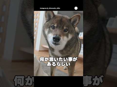 ママ夜勤終わり…撫でてアピールが可愛すぎる柴犬　　柴犬　犬　可愛い犬　胡麻柴　犬のいる暮らし サムネイル
