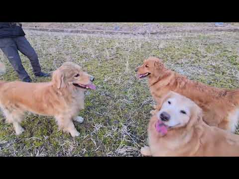 午後５時の時報音楽を聴きながら親子３頭で田んぼで遊ぶゴールデンレトリバー サムネイル