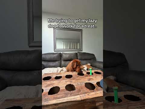 My dog said he’s smart, not lazy 🤷‍♂️