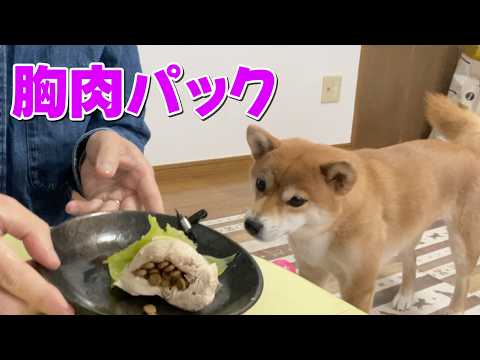 【柴犬小夏】どう食べる？でっかい鶏胸肉をパックをあげてみたらー？　ASMR サムネイル