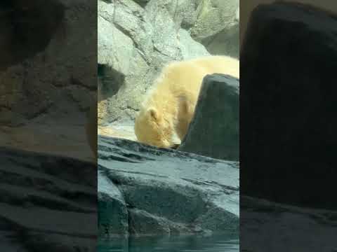 shorts モモ太くんとコーンたち🤭　  ホッキョクグマ　秋田県男鹿水族館GAOにて2026年4月30日 サムネイル