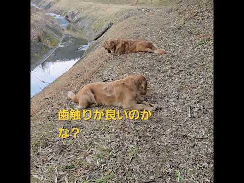 運動の合間に自然食品のオヤツ？ ゴールデンレトリバー 大型犬のいる生活 癒し goldenretriever クレイジ… サムネイル