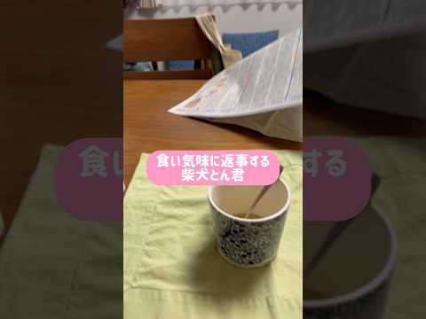 日本語はだいぶ喋れるようになったけど噛み合ってないかな😆［おまけ…柴犬と人間の芝居］　柴犬　柴犬とん サムネイル