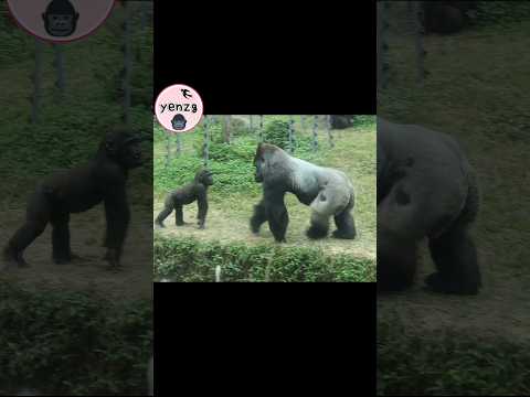 funny Gorilla Dad & Son gorillatag taipeizoo 金剛猩猩 台北市立動物園 s… サムネイル